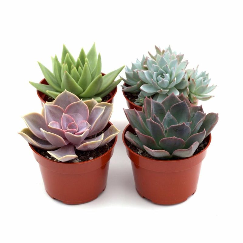 Plants | Rosette Succulent Variety Packs Plants Plants