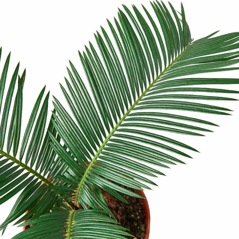 Plants | Sago Palm – In 6″ Pot Plants Plants