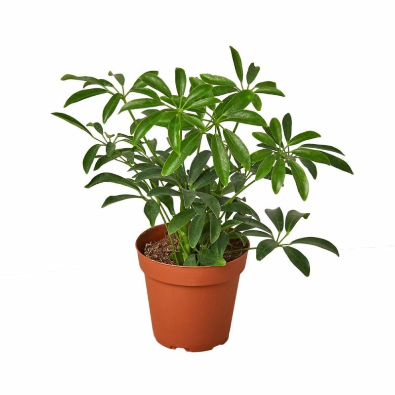 Plants | Schefflera Arboricola ‘Umbrella’ Plants Plants