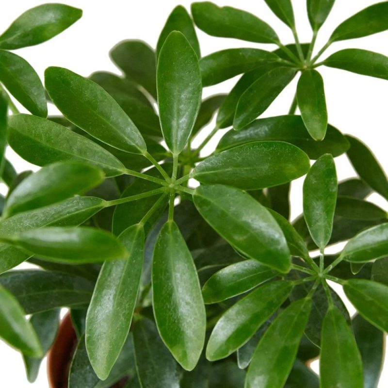 Plants | Schefflera Arboricola ‘Umbrella’ Plants Plants