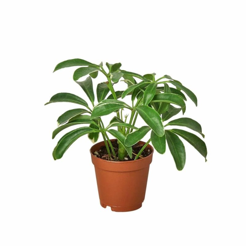 Plants | Schefflera Arboricola ‘Umbrella’ Plants Plants