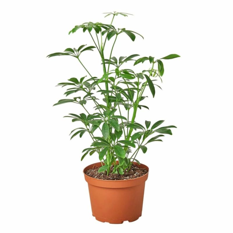 Plants | Schefflera Arboricola ‘Umbrella’ Plants Plants