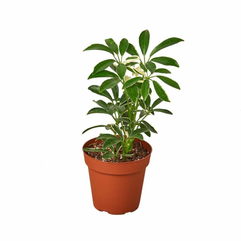 Plants | Schefflera Moonlight ‘Umbrella Plant’ Plants Plants