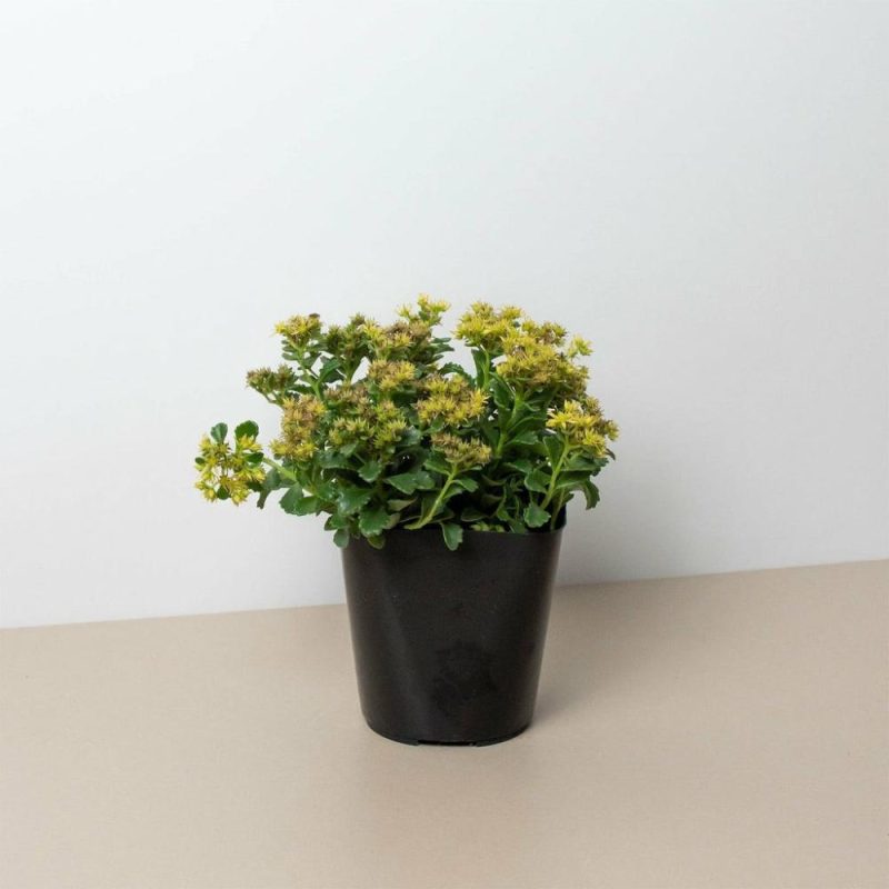 Plants | Sedum Little Miss Sunshine Plants Plants