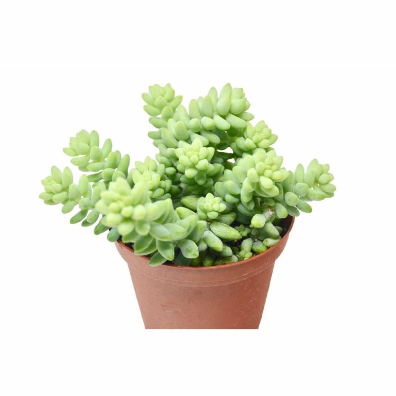 Plants | Sedum ‘White Stone Crop’ Succulent Plants Plants