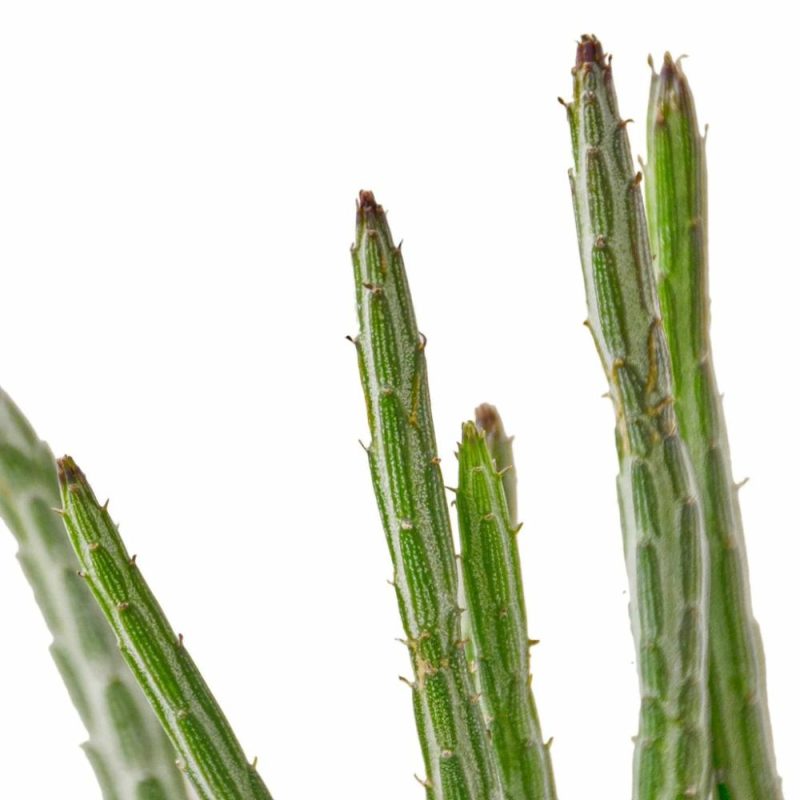 Plants | Senecio Stapeliiformis Pickle Plant Plants Plants