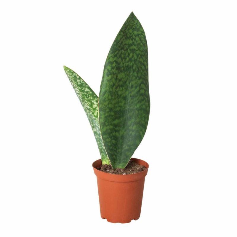 Plants | Shark Fin Snake Plant Plants Plants