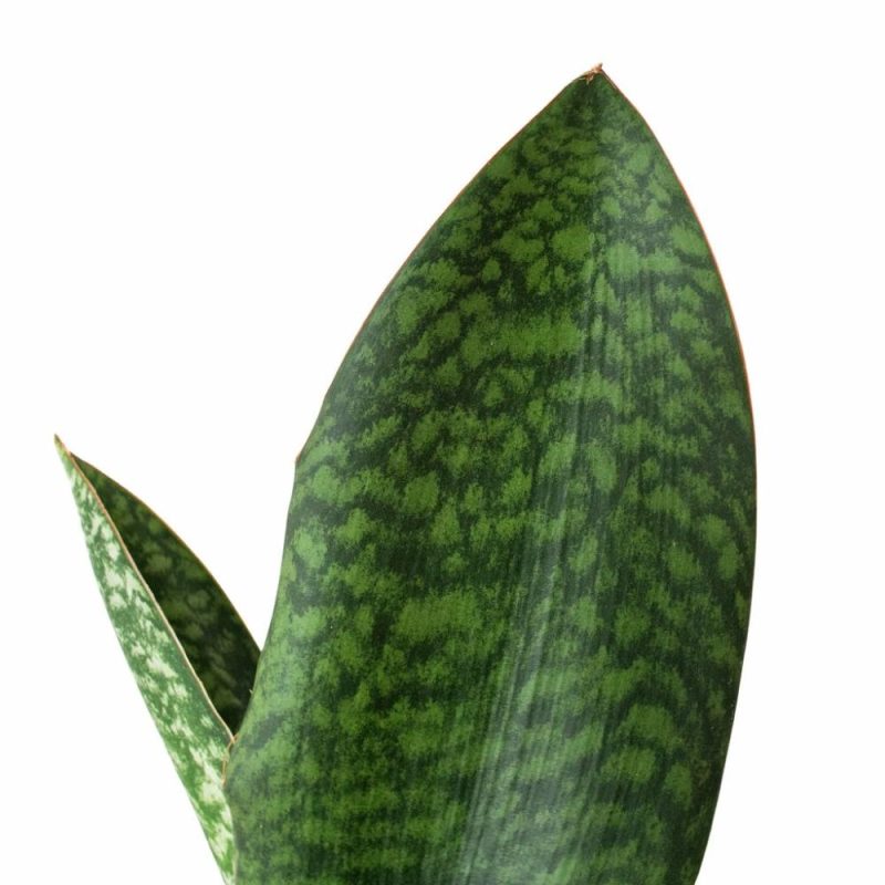 Plants | Shark Fin Snake Plant Plants Plants