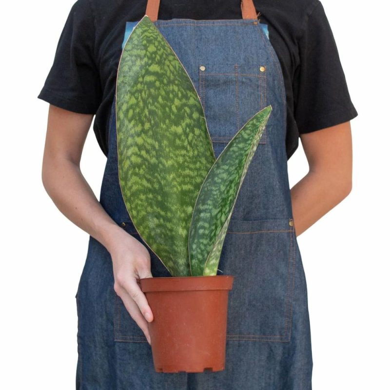 Plants | Shark Fin Snake Plant Plants Plants