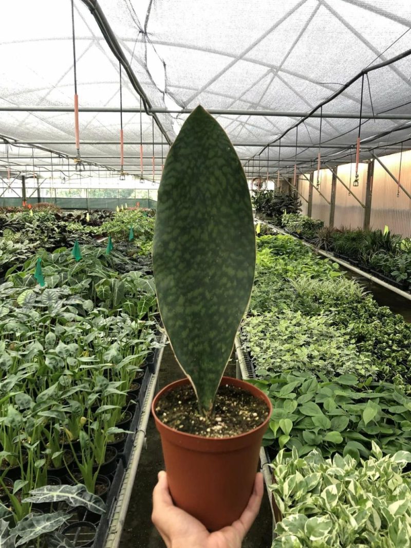 Plants | Shark Fin Snake Plant Plants Plants