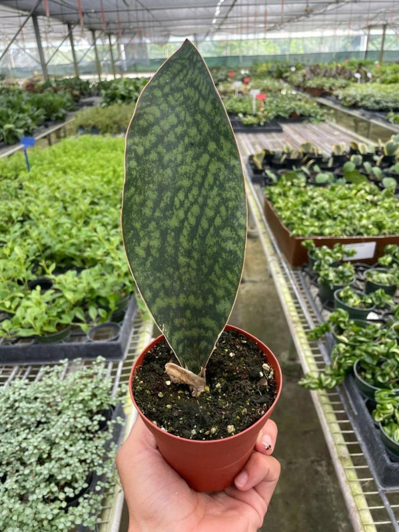 Plants | Shark Fin Snake Plant Plants Plants