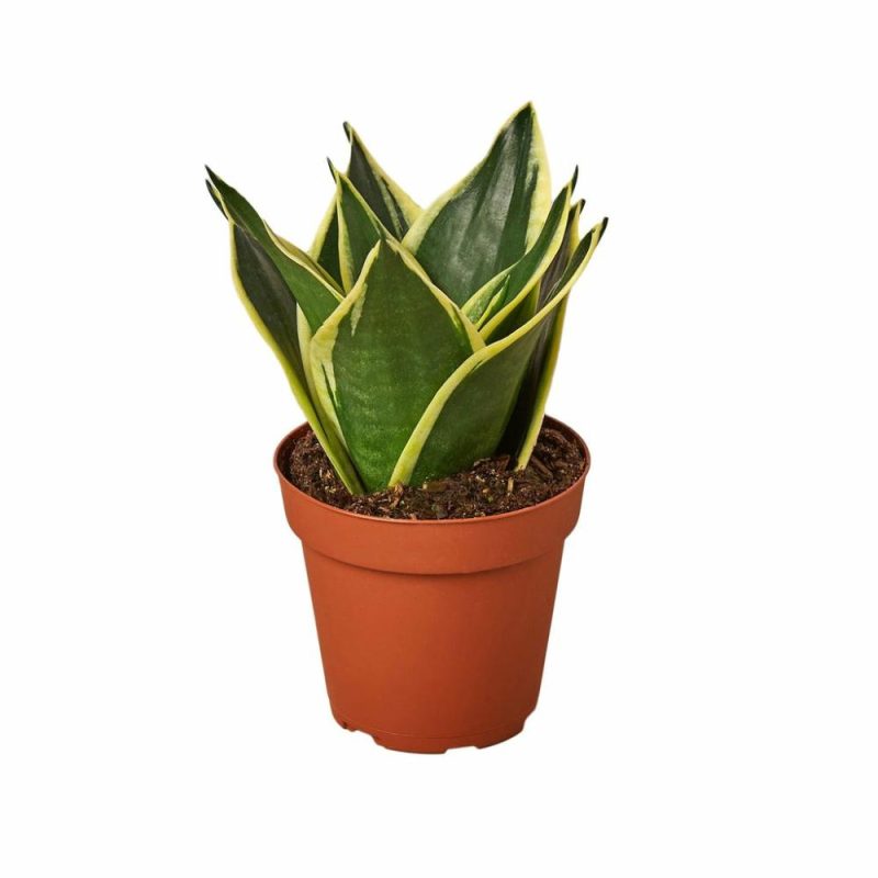 Plants | Snake Plant Black Gold Plants Plants