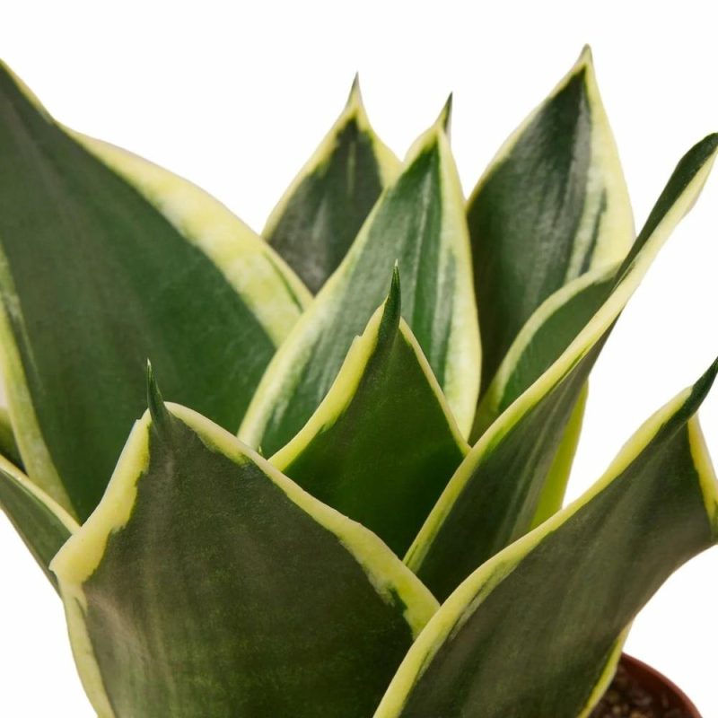 Plants | Snake Plant Black Gold Plants Plants