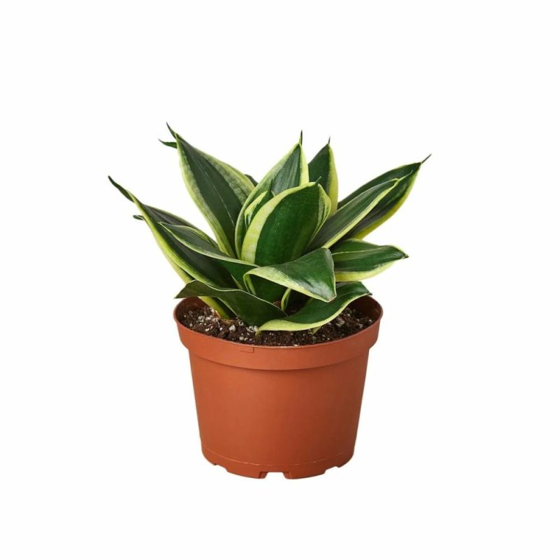 Plants | Snake Plant Black Gold Plants Plants