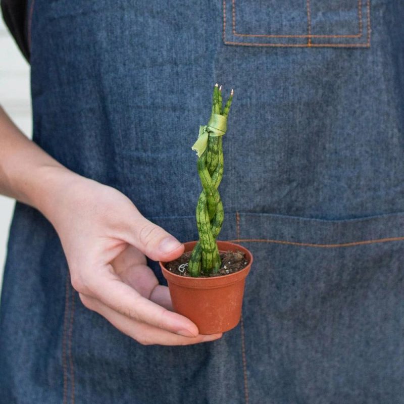 Plants | Snake Plant Braided Plants Plants