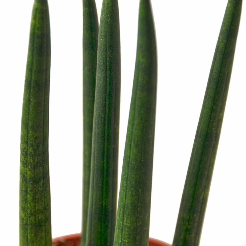 Plants | Snake Plant Cylindrica Plants Plants