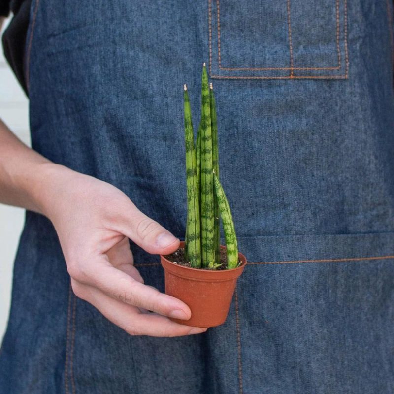 Plants | Snake Plant Cylindrica Plants Plants