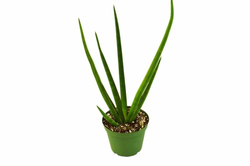 Plants | Snake Plant Cylindrica Plants Plants