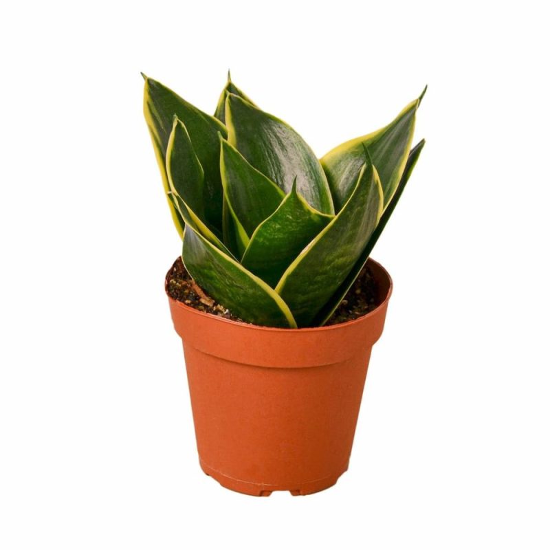 Plants | Snake Plant Emerald Star Plants Plants