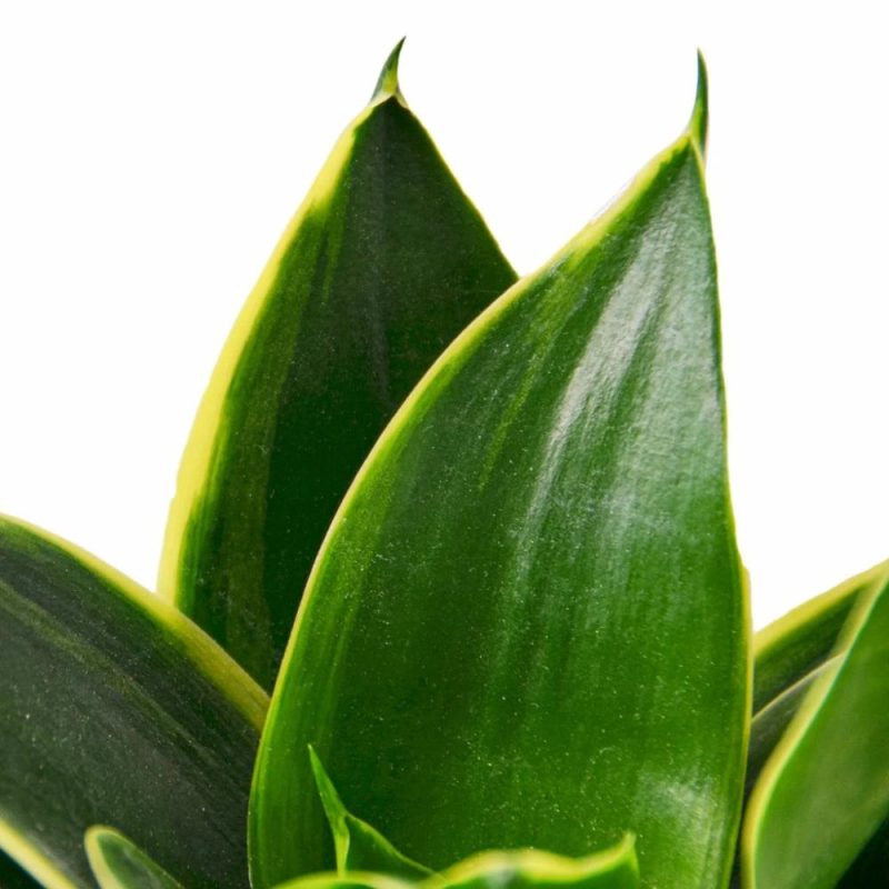 Plants | Snake Plant Emerald Star Plants Plants