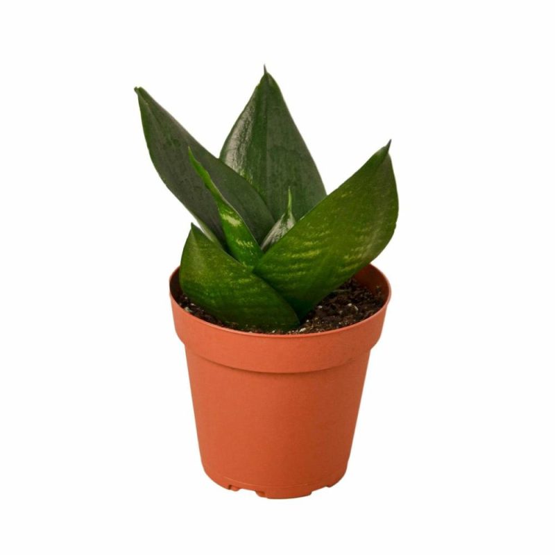 Plants | Snake Plant Jade Plants Plants