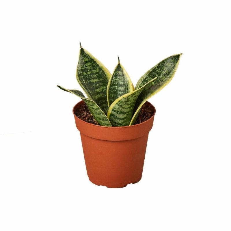 Plants | Snake Plant Laurentii Dwarf Plants Plants