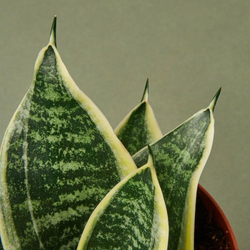 Plants | Snake Plant Laurentii Dwarf Plants Plants