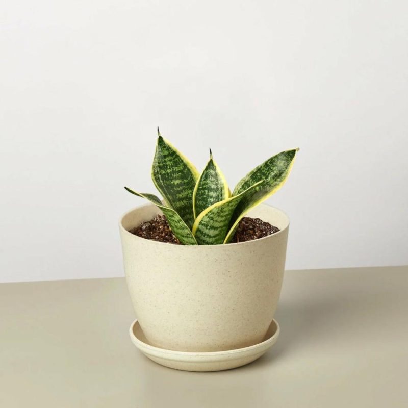 Plants | Snake Plant Laurentii Dwarf Plants Plants