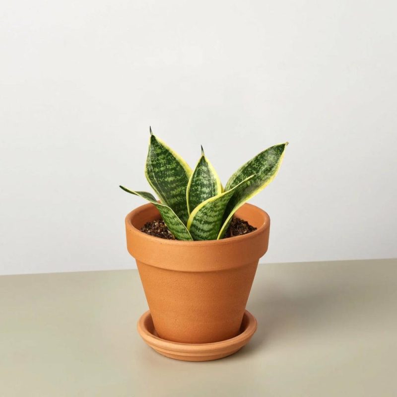 Plants | Snake Plant Laurentii Dwarf Plants Plants