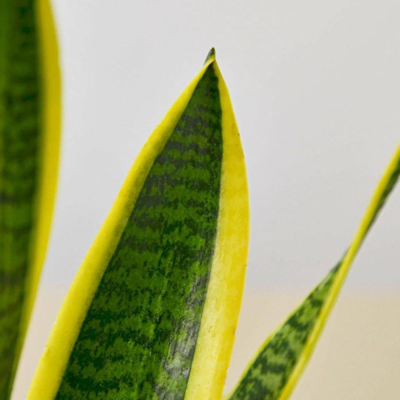 Plants | Snake Plant Laurentii Plants Plants