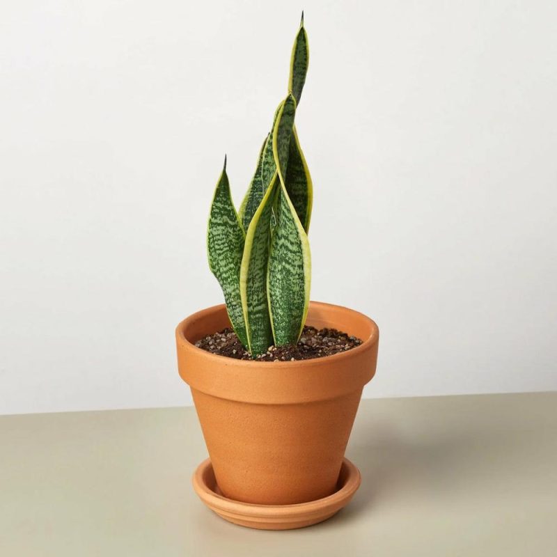 Plants | Snake Plant Laurentii Plants Plants