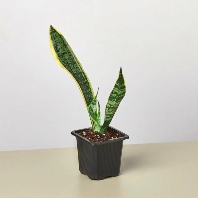 Plants | Snake Plant Laurentii Plants Plants