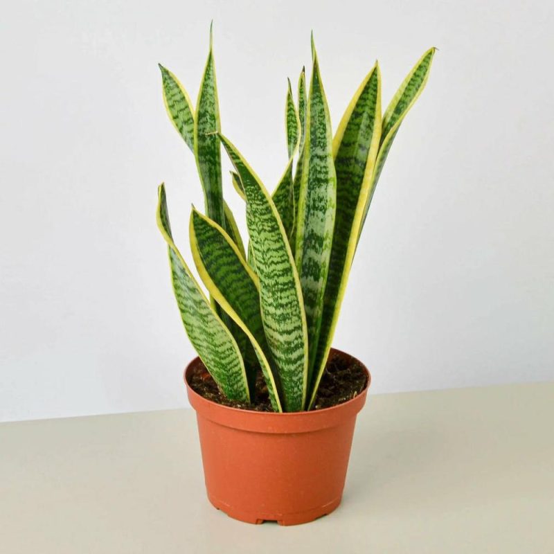 Plants | Snake Plant Laurentii Plants Plants