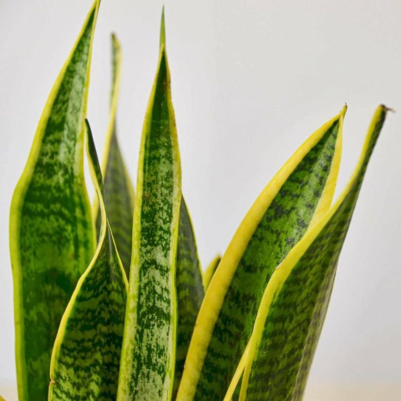 Plants | Snake Plant Laurentii Plants Plants