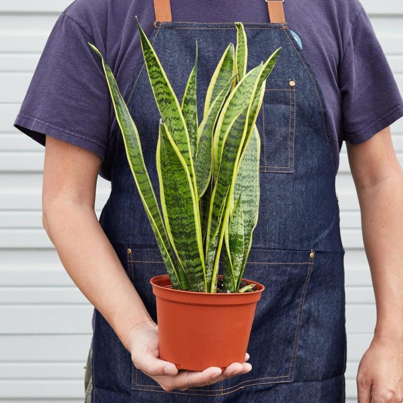 Plants | Snake Plant Laurentii Plants Plants