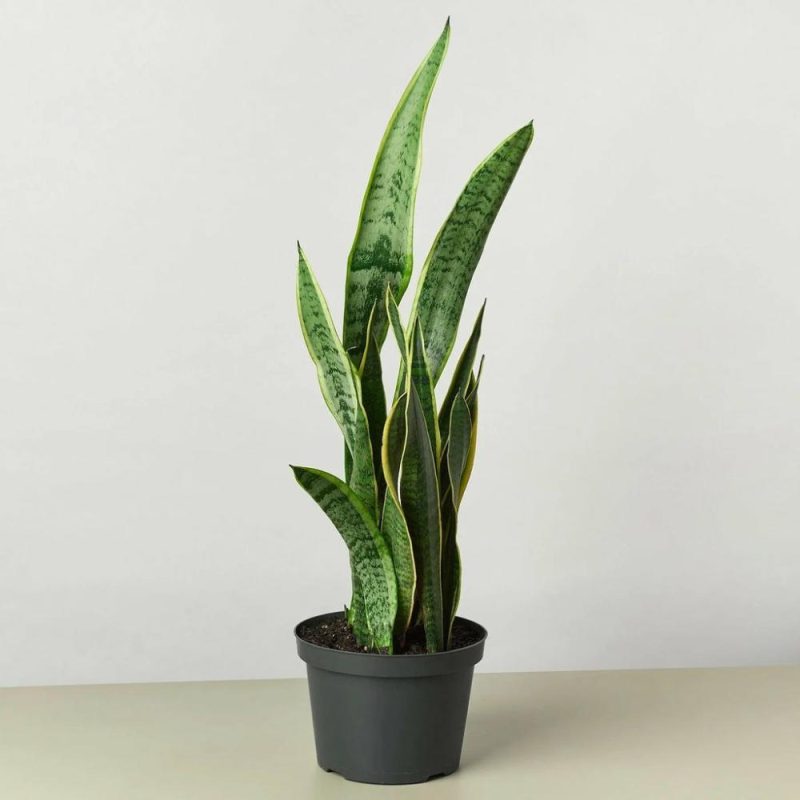 Plants | Snake Plant Laurentii Plants Plants