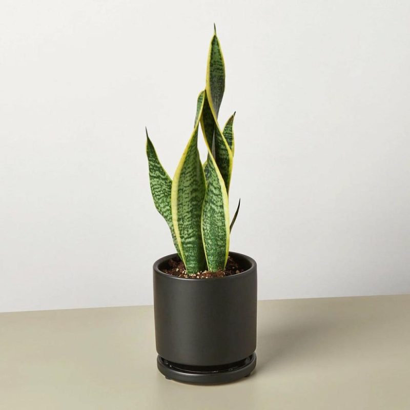 Plants | Snake Plant Laurentii Plants Plants