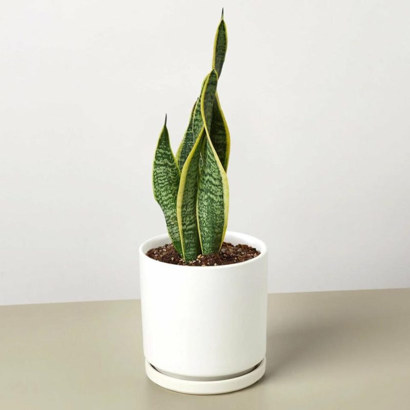 Plants | Snake Plant Laurentii Plants Plants