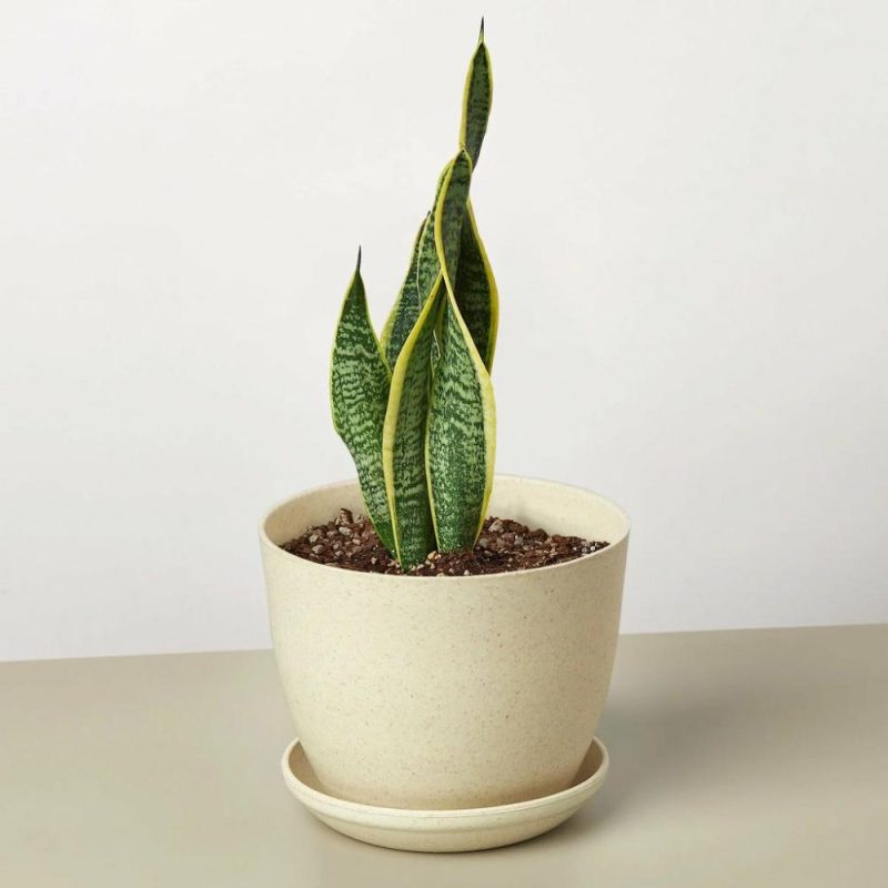 Plants | Snake Plant Laurentii Plants Plants