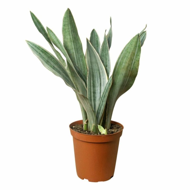 Plants | Snake Plant ‘sayuri’ Plants Plants