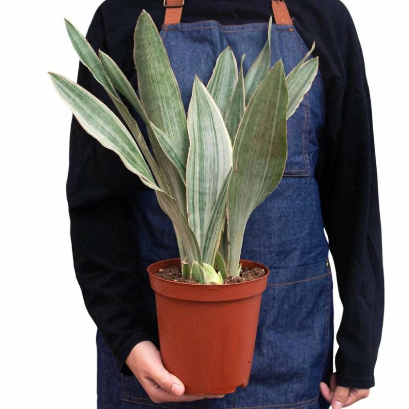 Plants | Snake Plant ‘sayuri’ Plants Plants