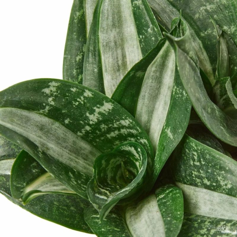 Plants | Snake Plant Silver Streak Plants Plants