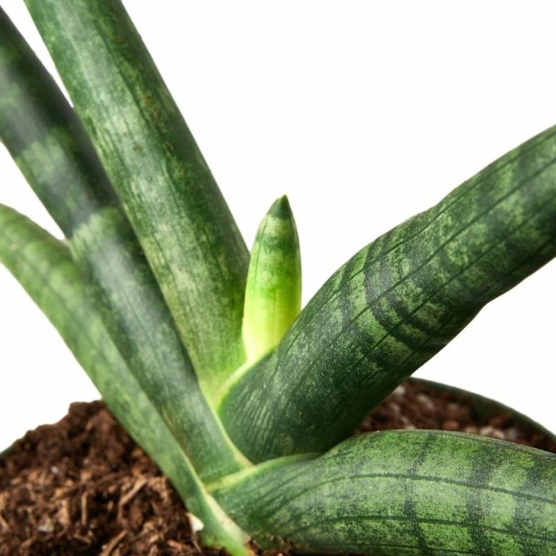 Plants | Snake Plant Starfish Plants Plants