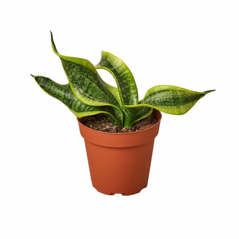 Plants | Snake Plant Twist Plants Plants