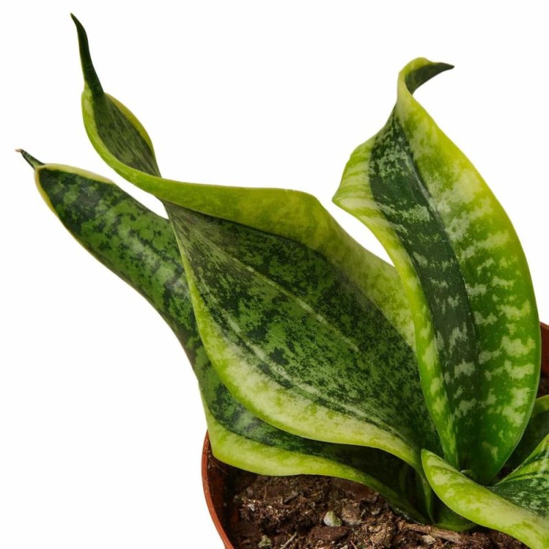 Plants | Snake Plant Twist Plants Plants