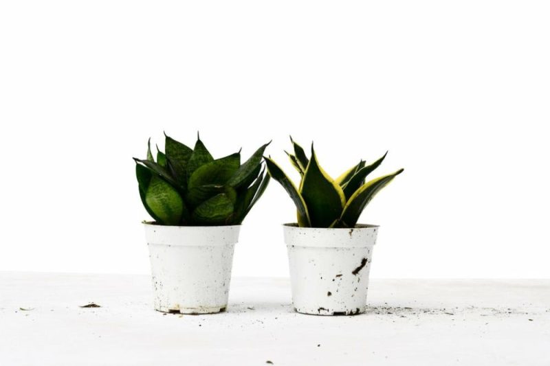 Plants | Snake Plant Variety Packs – 4″ Pot Plants Plants