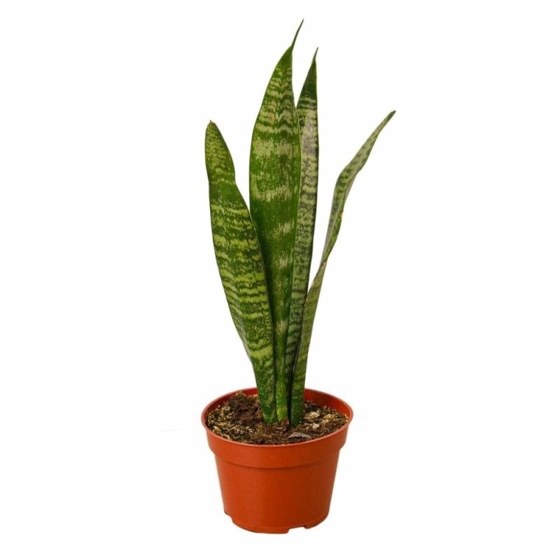 Plants | Snake Plant ‘Zeylanica’ Plants Plants