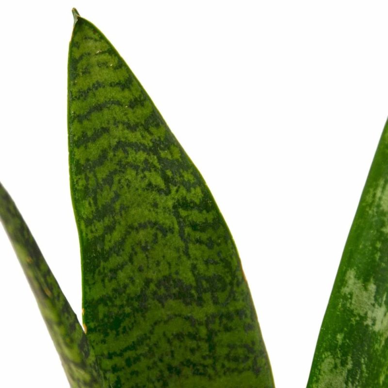 Plants | Snake Plant ‘Zeylanica’ Plants Plants