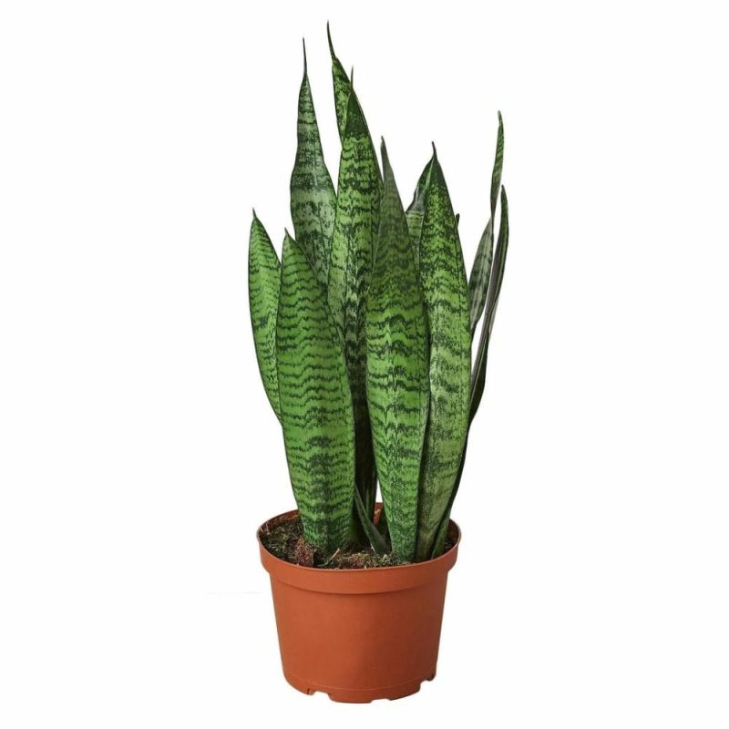 Plants | Snake Plant ‘Zeylanica’ Plants Plants