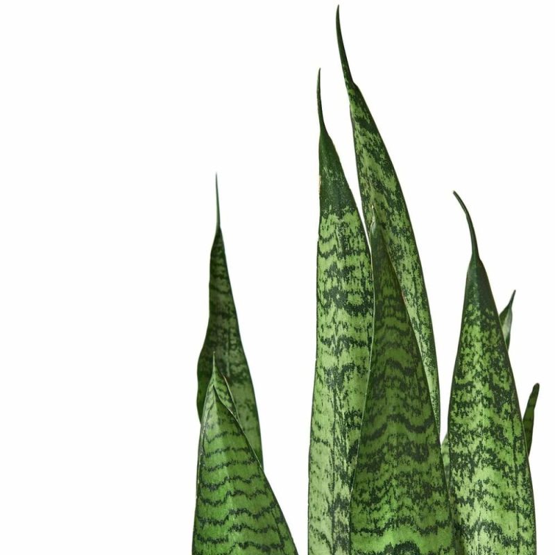 Plants | Snake Plant ‘Zeylanica’ Plants Plants